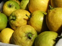 Zitronen aus Carlos Garten